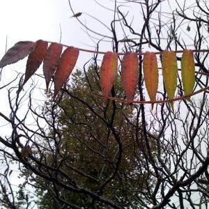 A Course in Miracles: A Reading of the Workbook by Little Quiet Within Everything