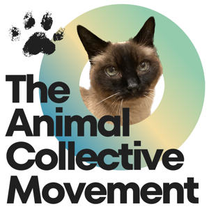 The Animal Collective Movement
