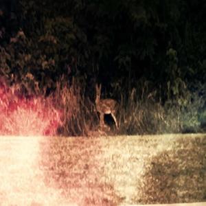 Deer Lee Beloved