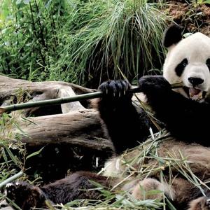 everylittlething 3Speak Podcast