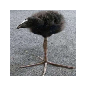 REM News: Eepville's National Broadcasting Corporation