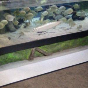 AFTER EFFECTS PODCAST