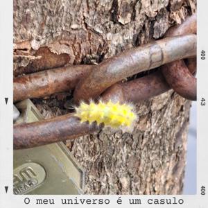 O meu universo é um casulo