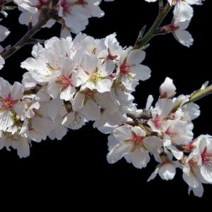 Perry Mason e l'avversario leale