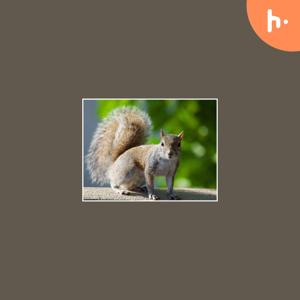 Effective Squirrel Removal Services in Houston