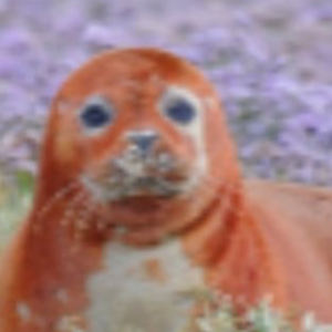 Ginger Seal