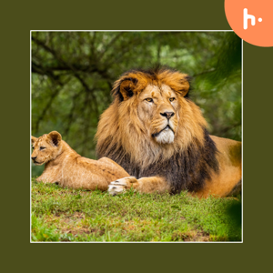 All about animals