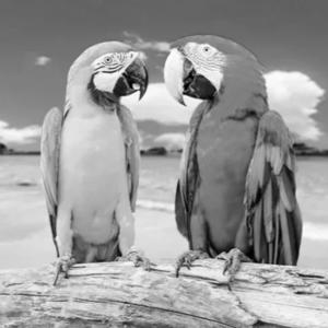 A View from the Perch