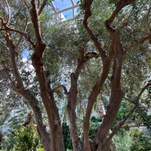 ノラ犬の遠吠え