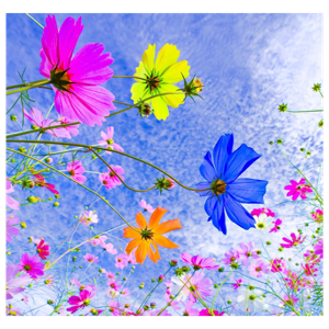 SHAMAN audio vocalises LIVE from concerts