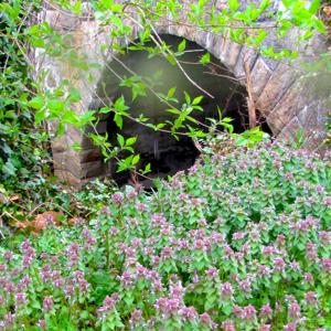 Nature And Rivers - Enjoying the journey from the ground up!