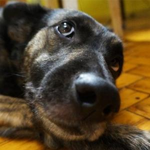 gulia.peito 3Speak Podcast