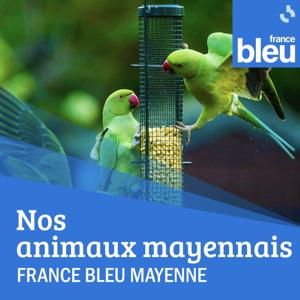 Nos animaux mayennais
