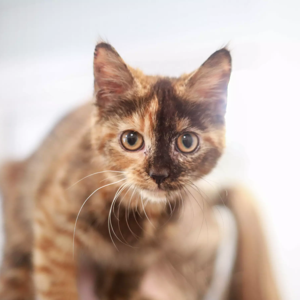 بودكاست نشاط