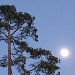 Times of the Pines