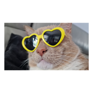 Oliver and Suzie and kittens