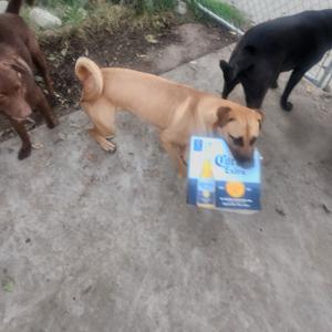 Four barking Dogs