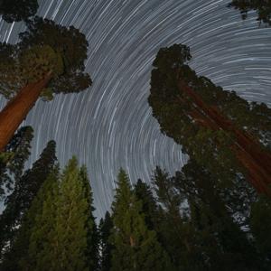 Financial Visualizations