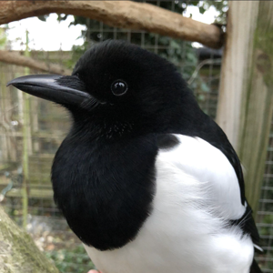 Magpies! (non-hosted redirect test)
