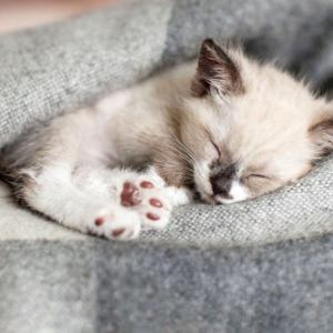 sleepytime meditation