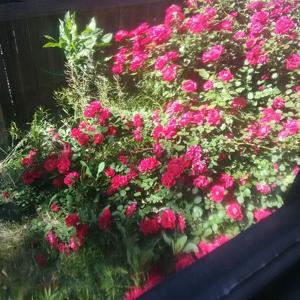 wanderingmoon 3Speak Podcast