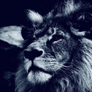 The Lions Den