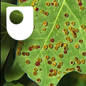 Exploring oak woodland - for iPad/Mac/PC