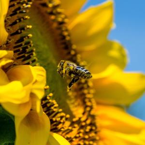 Le monde merveilleux des abeilles - radioomega.fr