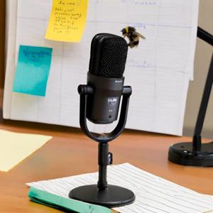 Whistledown's Wallflowers