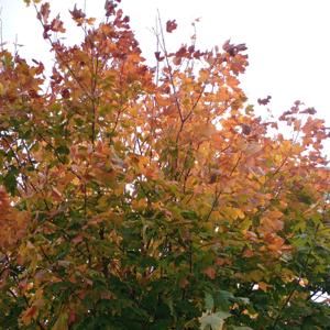 Mirror 🪞 Mirror 🪞