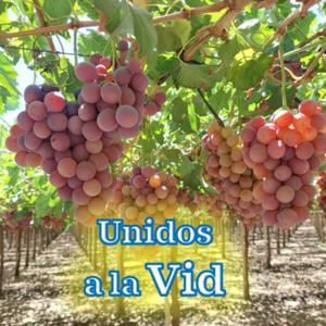 Unidos a la Vid