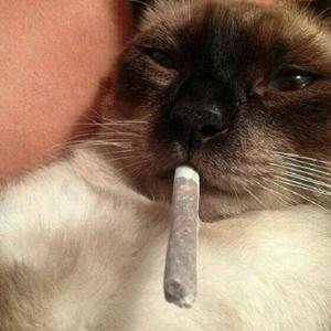 dr-zaza 3Speak Podcast