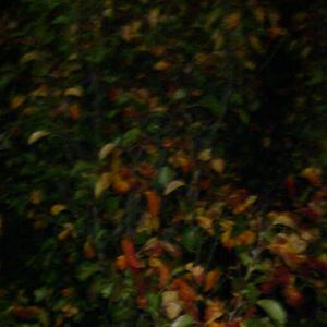 The birds and the bees