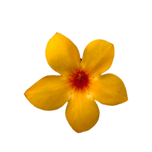 protobee 3Speak Podcast