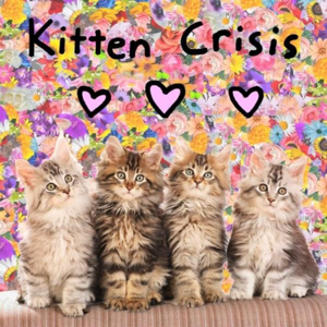 Kitten Crisis