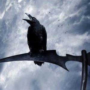 Dr Steve's Murder of Crows