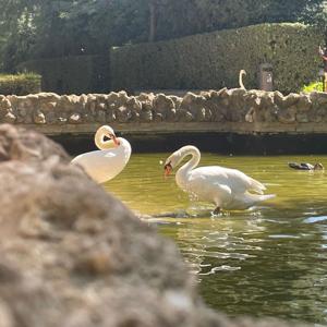 Emozioni E Rilassamenti