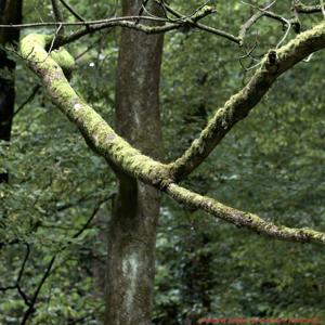 12-Passion Kreuz Abendmahl