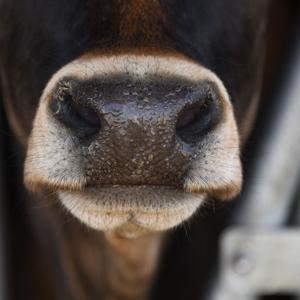 The Carbon and Cow$ Podcast