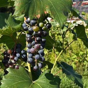 れおさんのぶどう畑