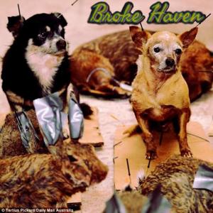 Freeze Dried Pets (Broke Haven Single)