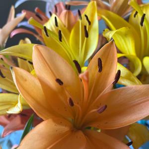 Bloom