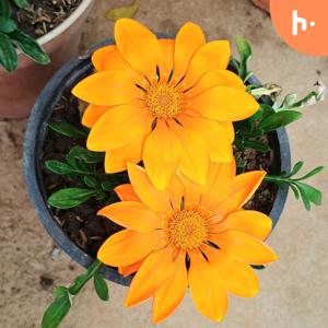 Ashwani’s First Podcast