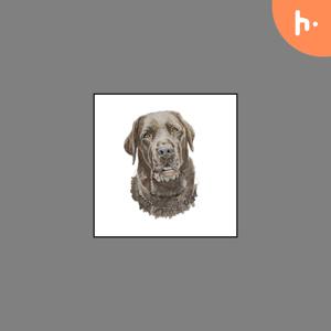 Stephs Pet Portraits