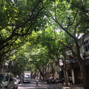 《繁花》过后 上海忆梦