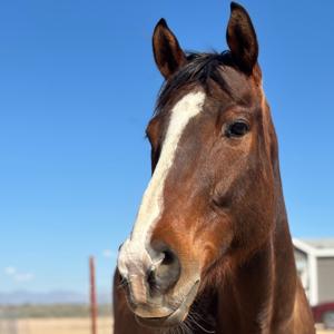 Rewilding the Domestic Horse