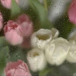 neko23 3Speak Podcast