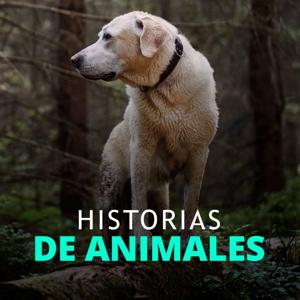 Historias de animales que podrían cambiar el mundo