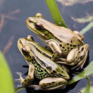 Cuentos de sapos y ranas