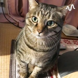 Miya-Channel